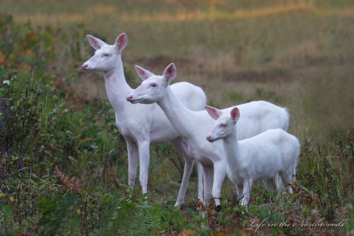 Баран альбинос