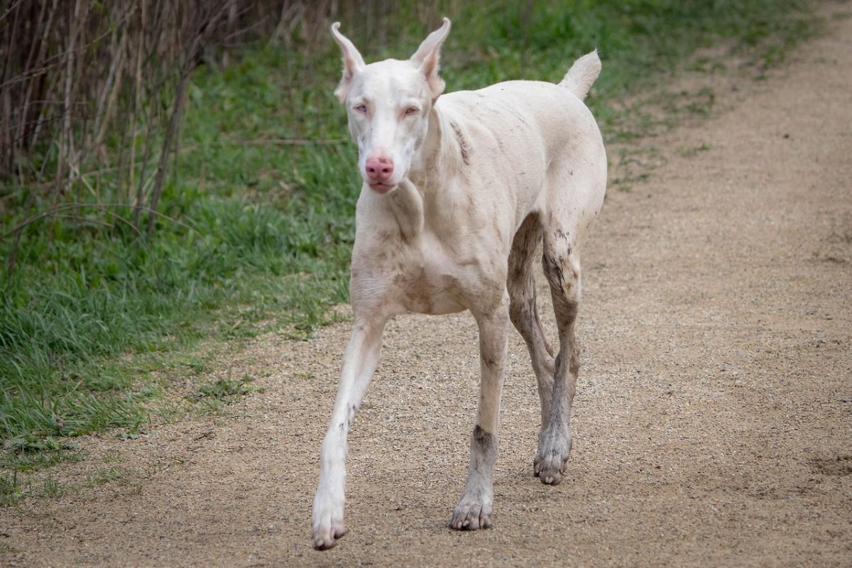 Животные альбиносы и меланисты