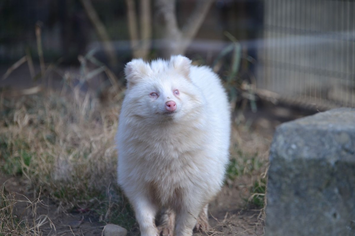 Альбинизм у животных