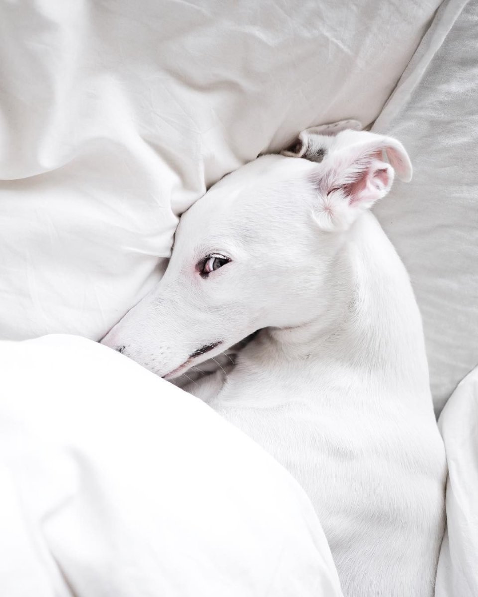 Уиппет собака альбинос