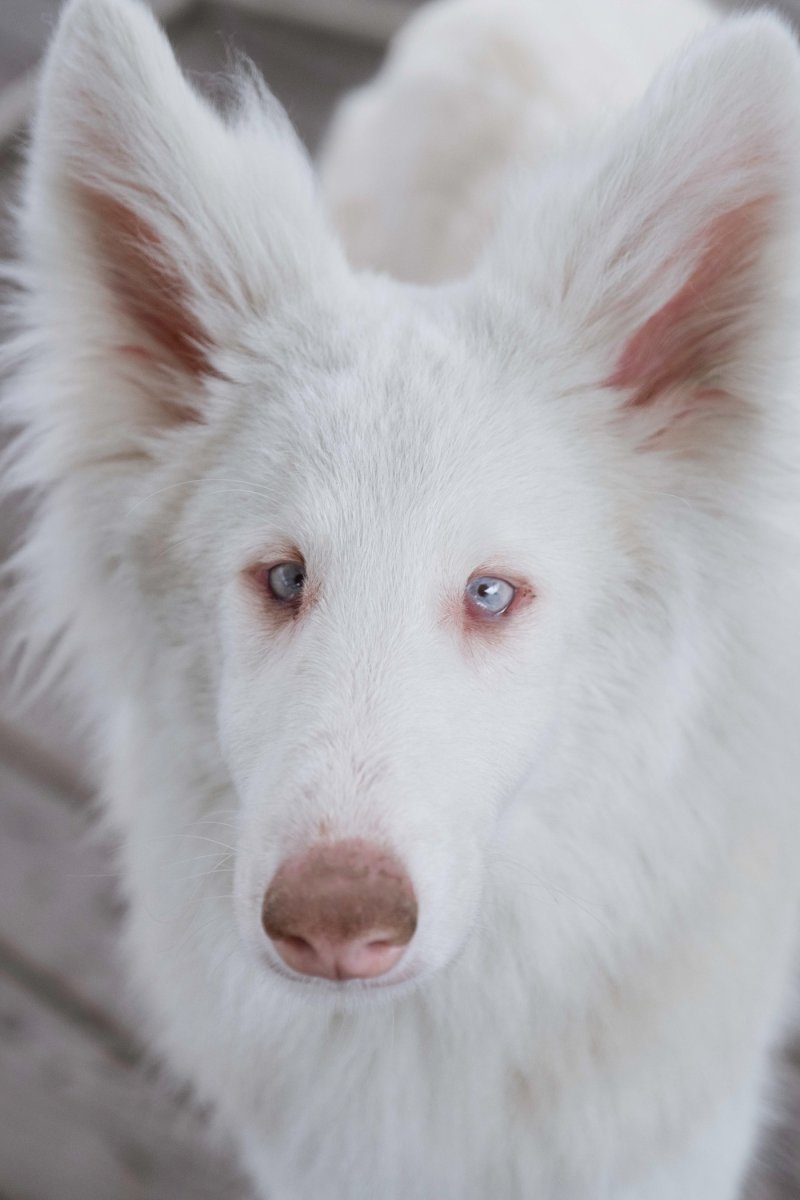 Бордер колли альбинос