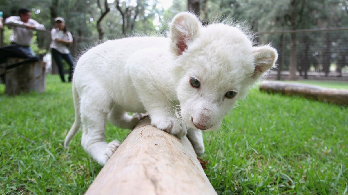 Стаффордширский терьер альбинос