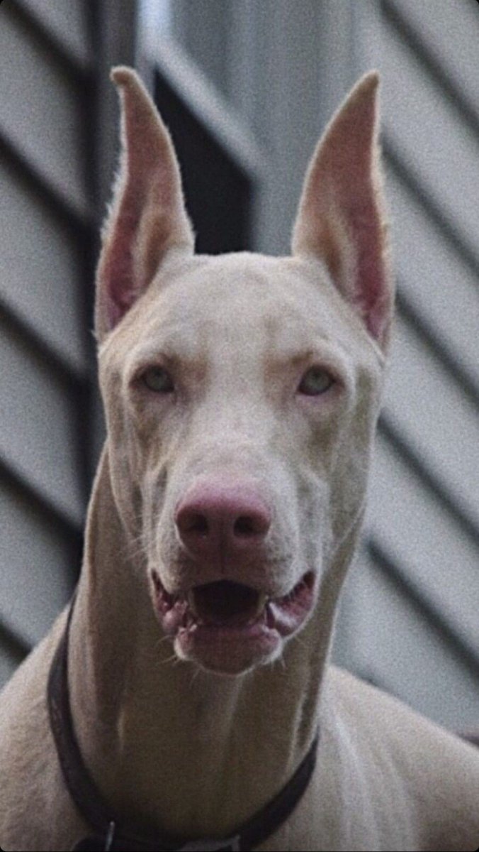 Белая Росомаха альбинос