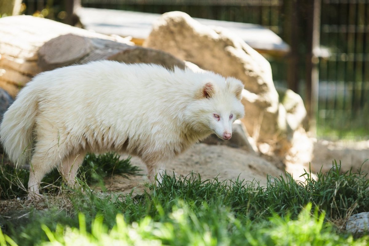 Косуля альбинос