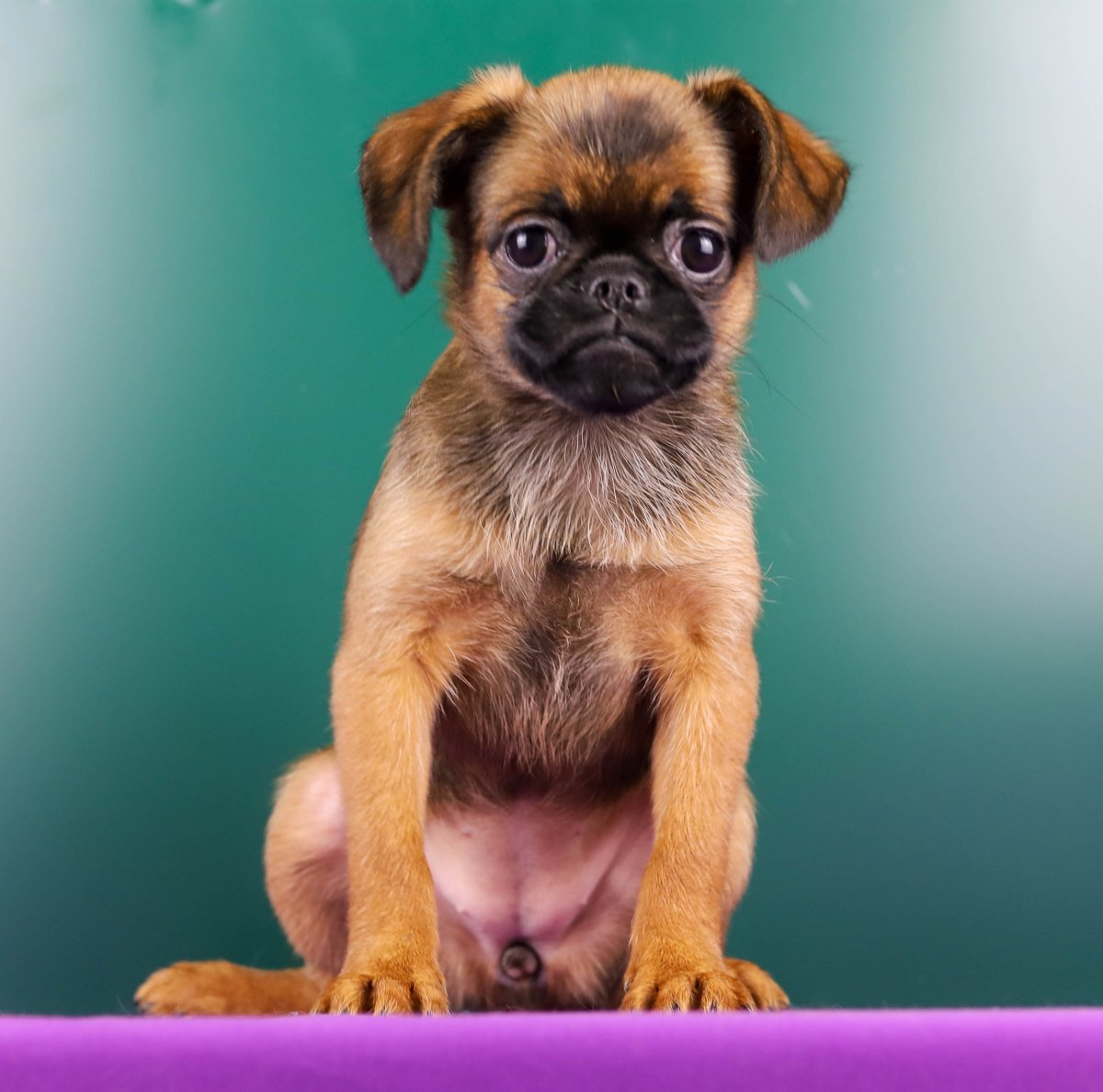 Бельгийский гриффон Пти брабансон