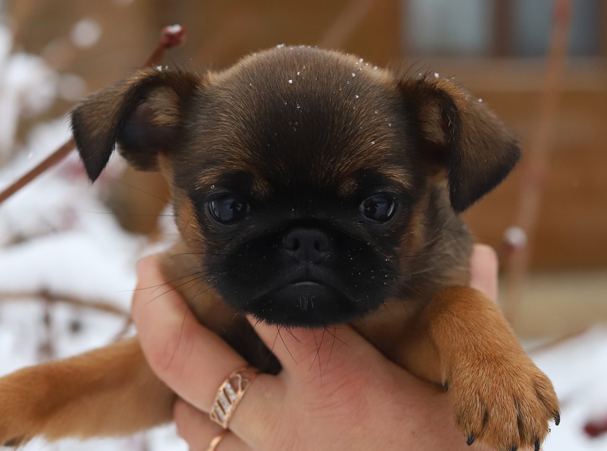 Пти-брабансон купить щенка