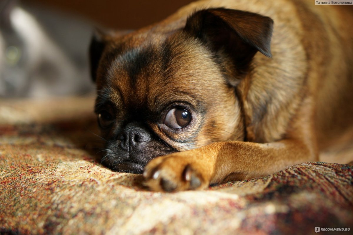 Пти брабансон собака