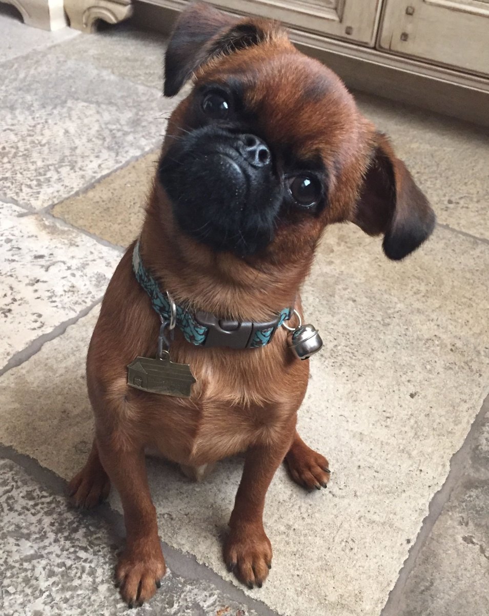 Брюссельский гриффон Пти брабансон