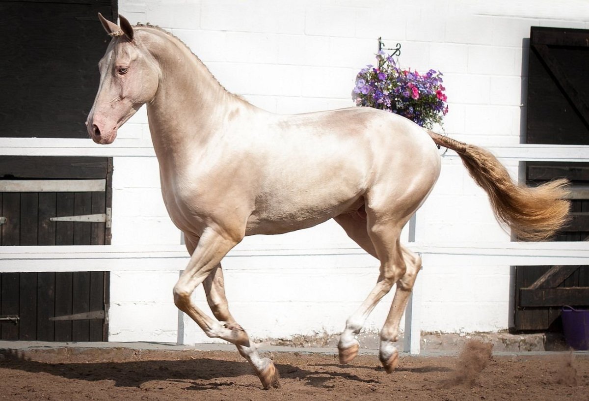 Ахалтекинская порода лошадей