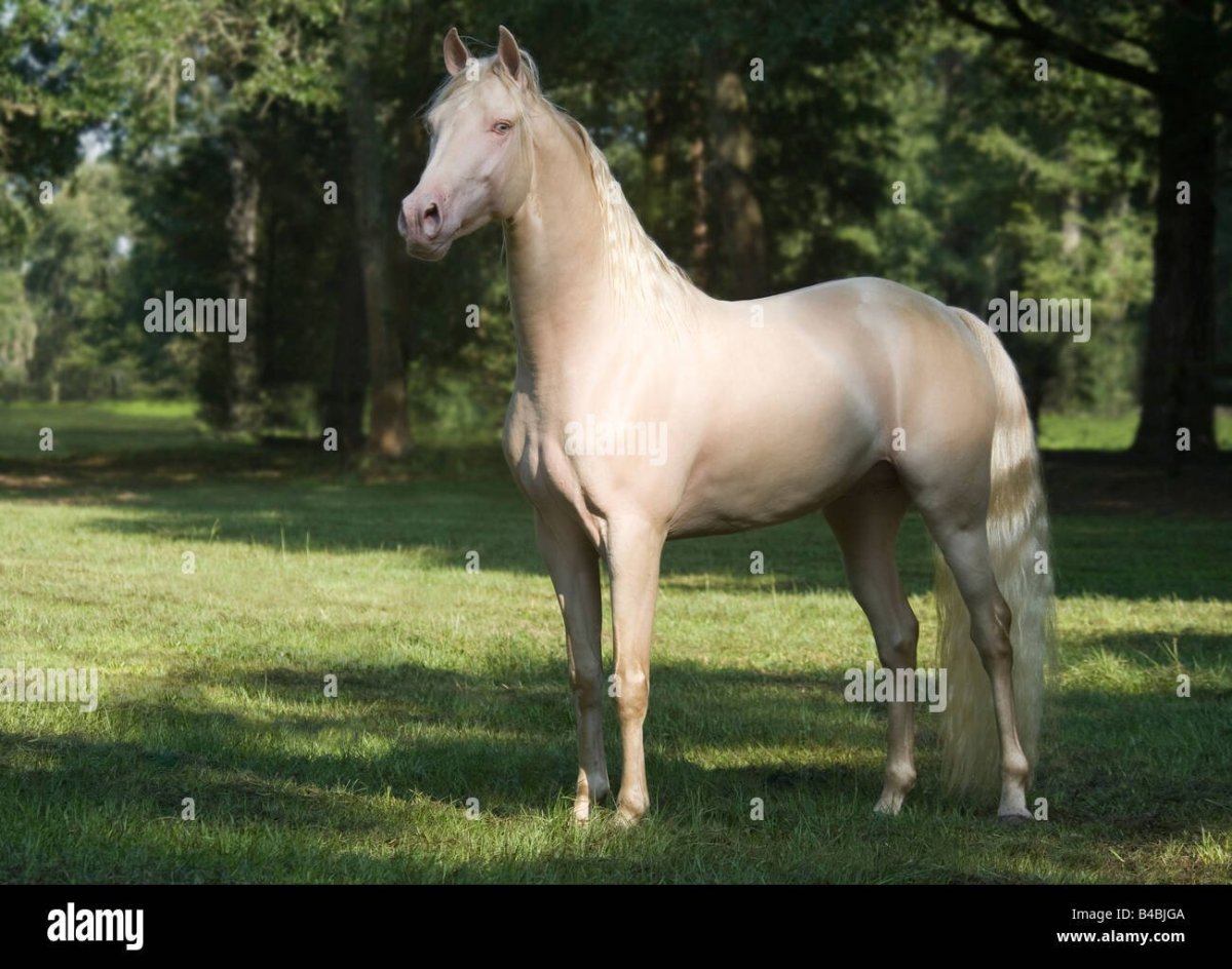 Ахалтекинец лягается