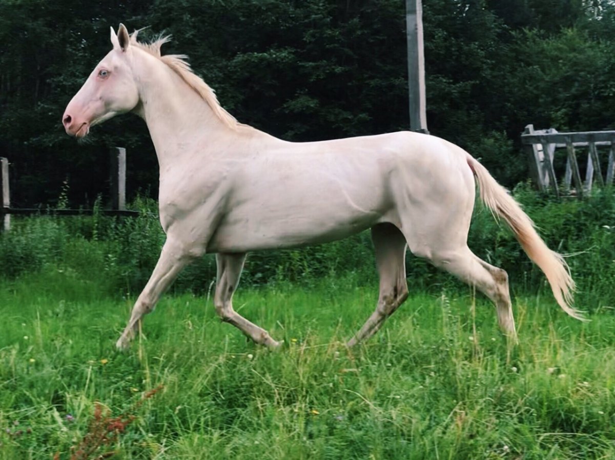 Ахалтекинская лошадь белая с гривой