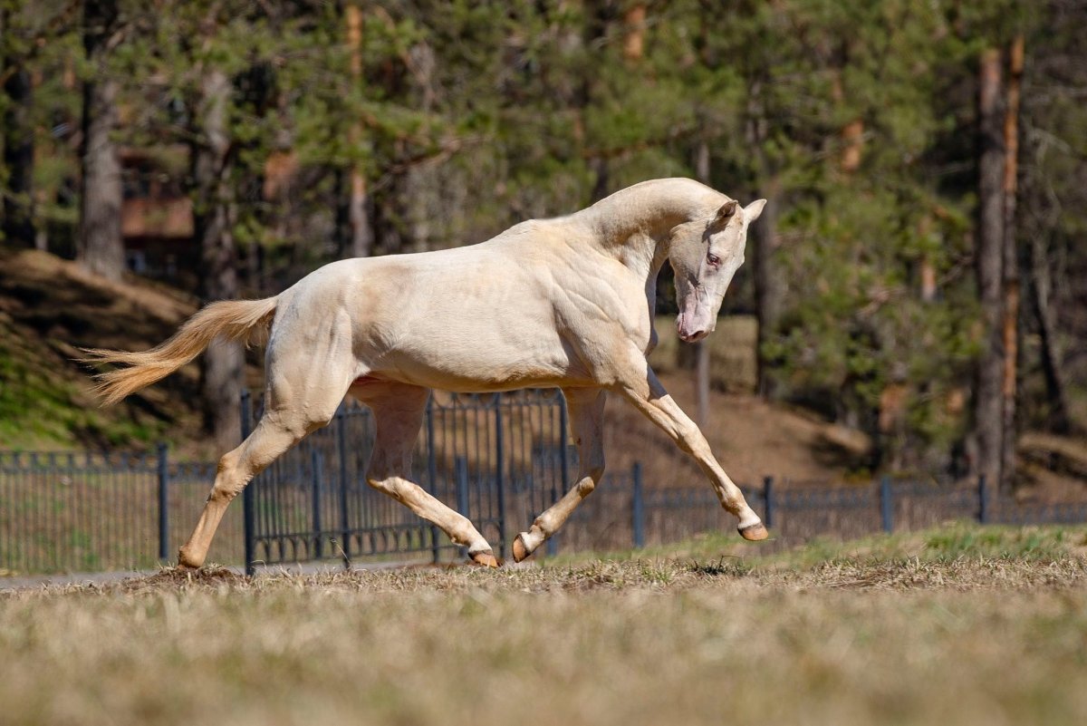 Лошадь в козлах