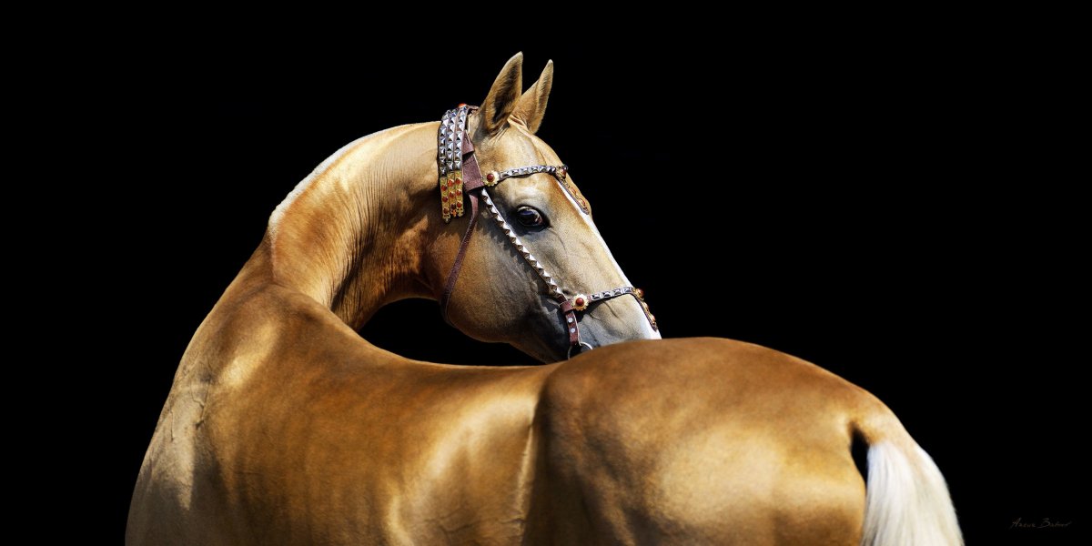 Ахалтекинская лошадь жеребёнок