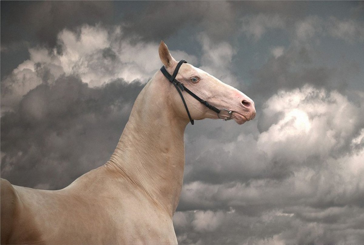 Изабелловая масть ахалтекинец