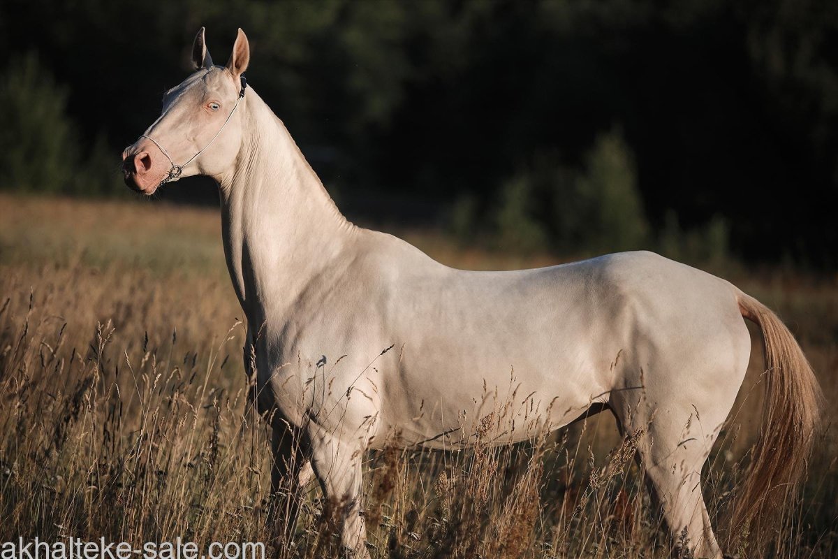 Ахалтекинская Изабелловая