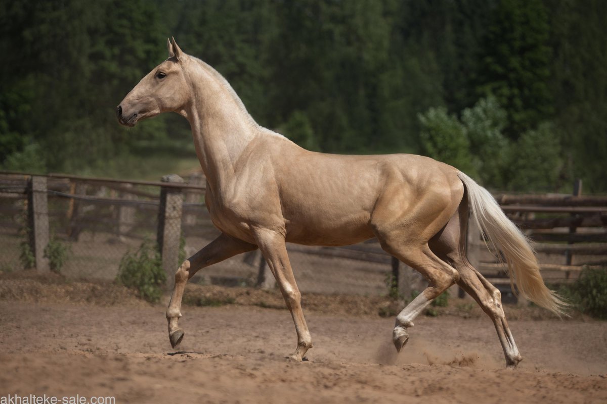 Изабелловая масть ахалтекинец