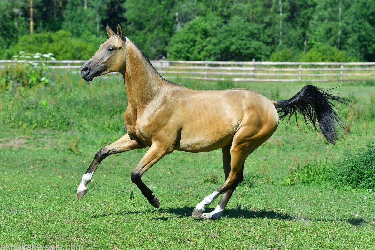 Артур Бабаев Ахалтекинцы