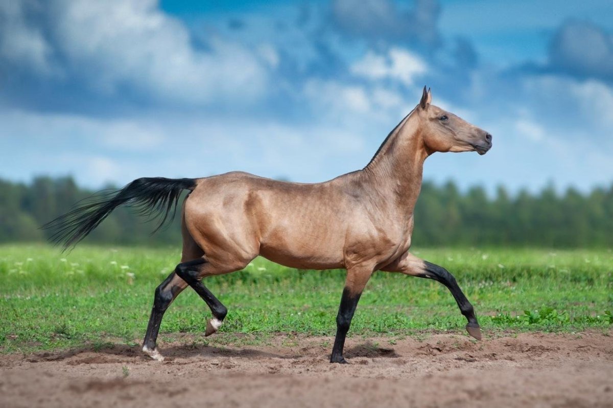 Буланый Орловский рысак