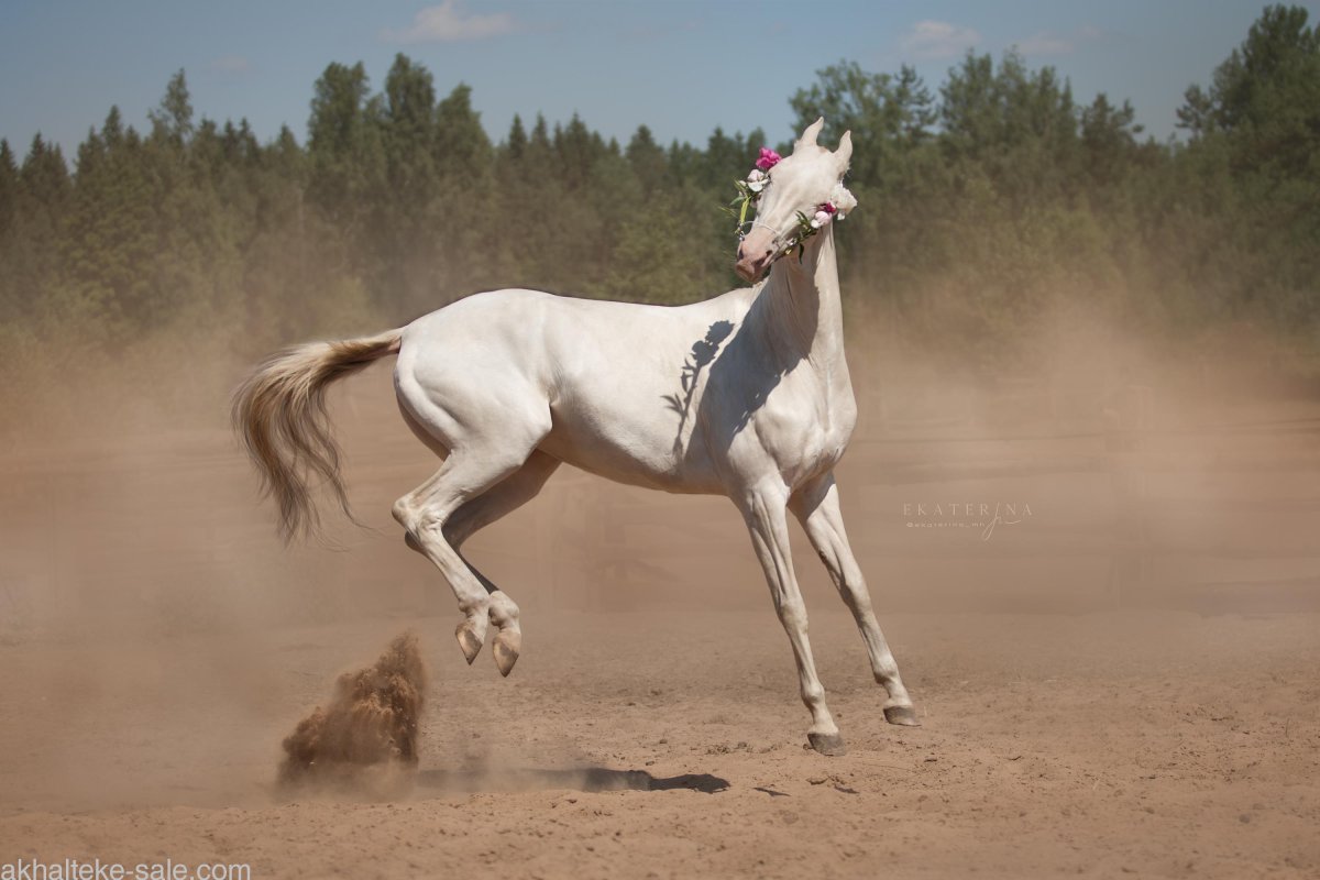 Буланый ахалтекинец