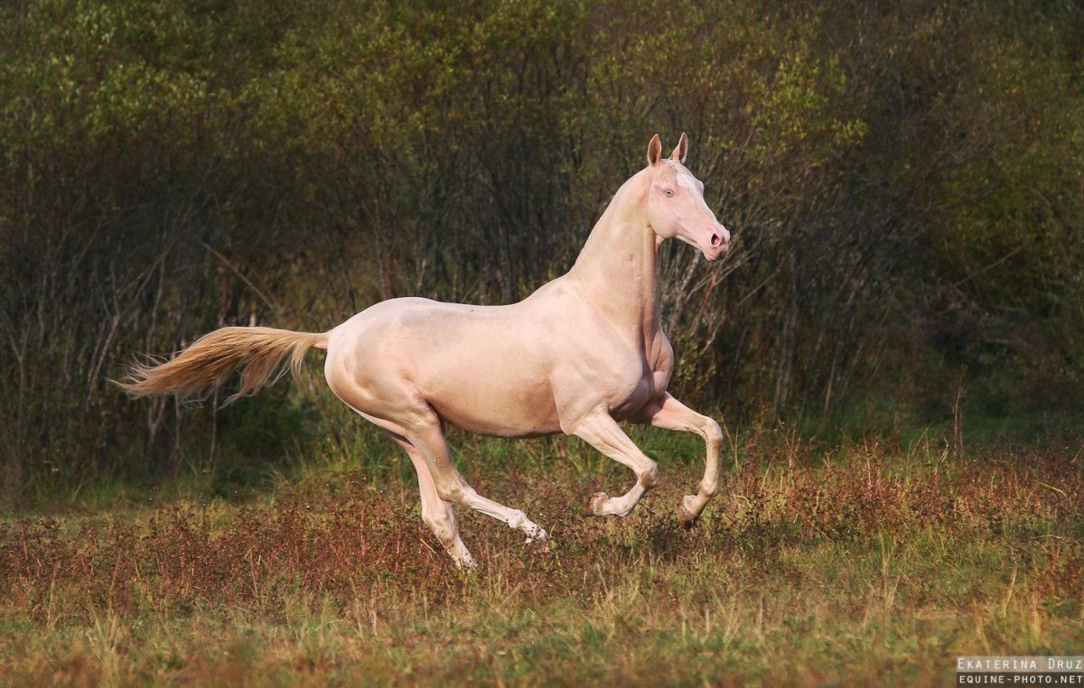 Ахалтекинская порода лошадей