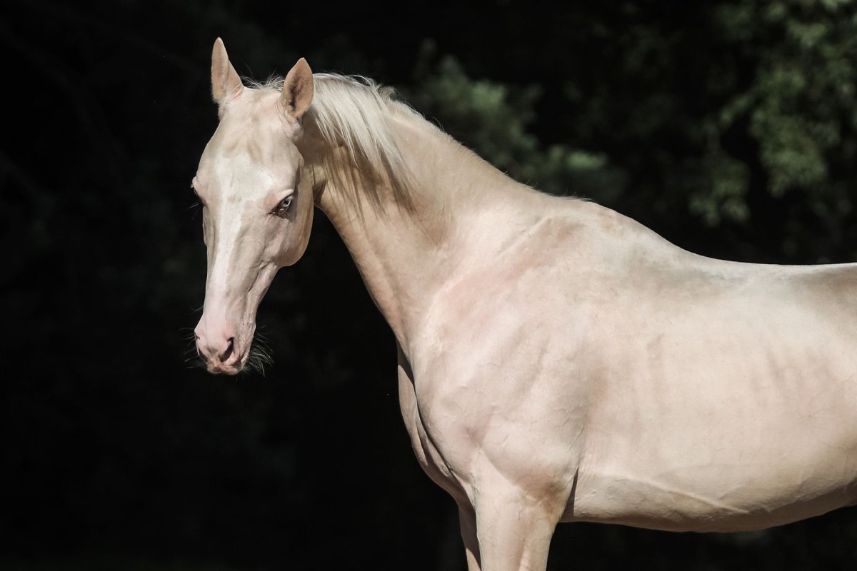 Изабелловая Ахалтекинская лошадь