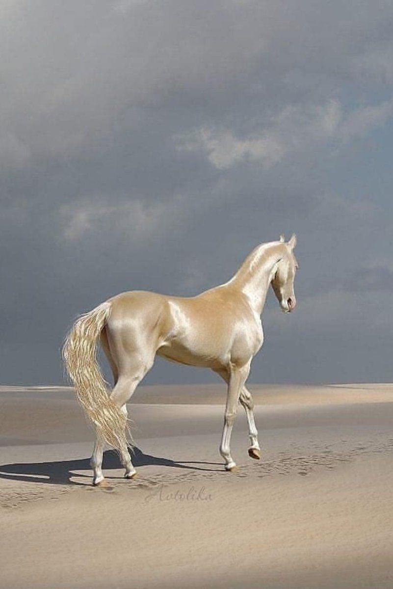 Ахалтекинцы Перлино