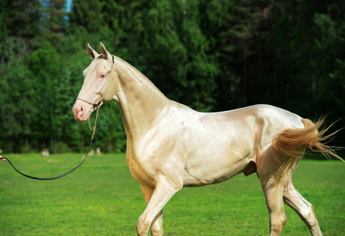Золотая лошадь Туркменская порода изабелловой масти