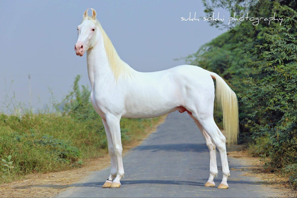 Ахалтекинская лошадь Соловая