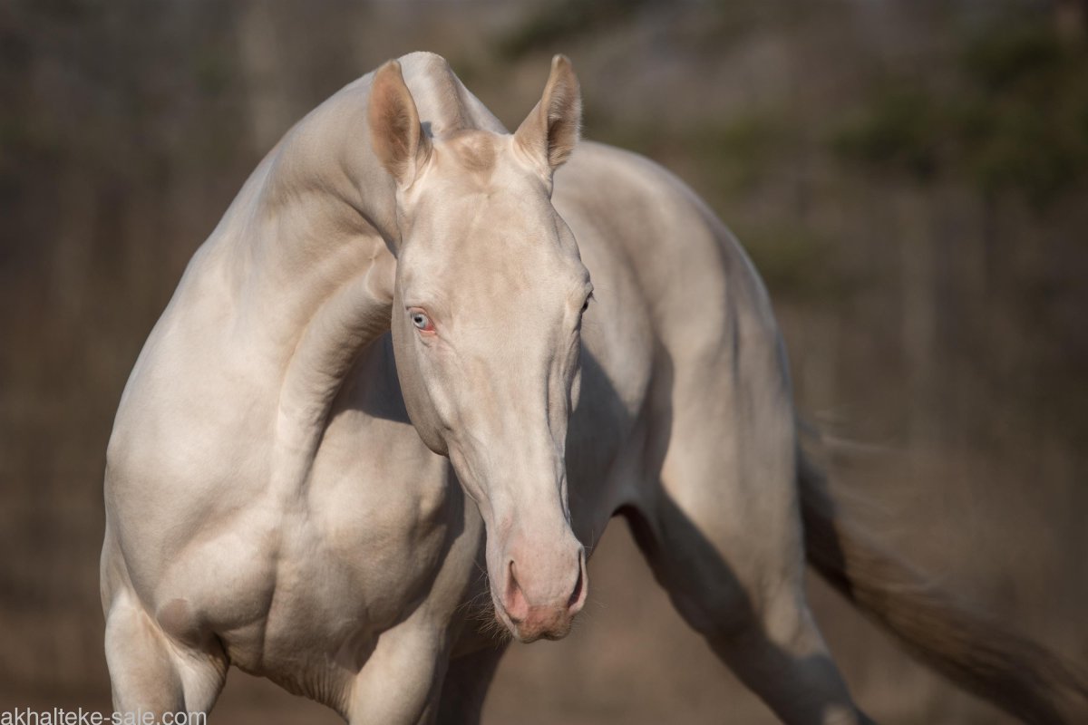 Изабелловая масть