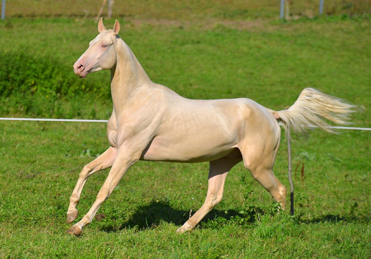 Ахалтекинская Изабелловая