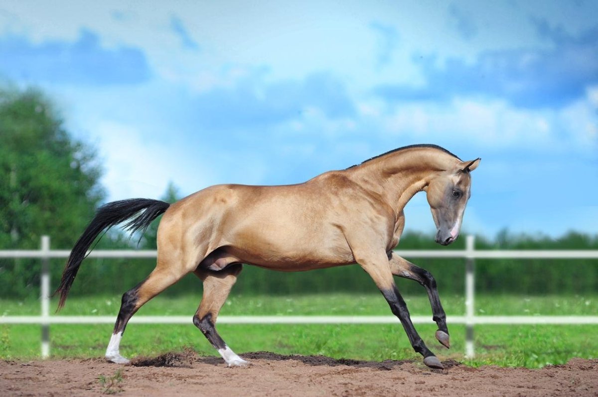 Изабелловая Ахалтекинская лошадь