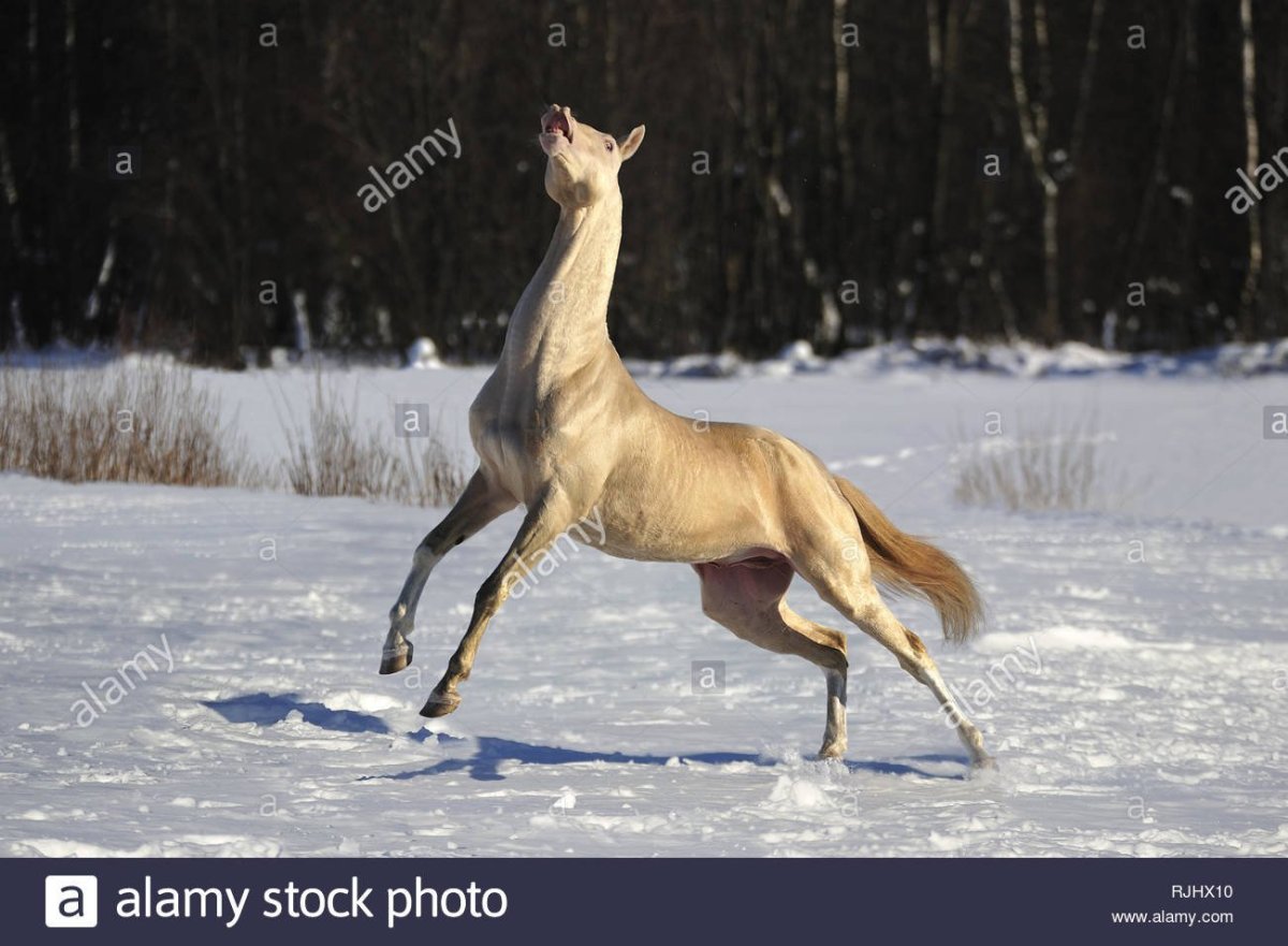 Изабелловая Ахалтекинская лошадь