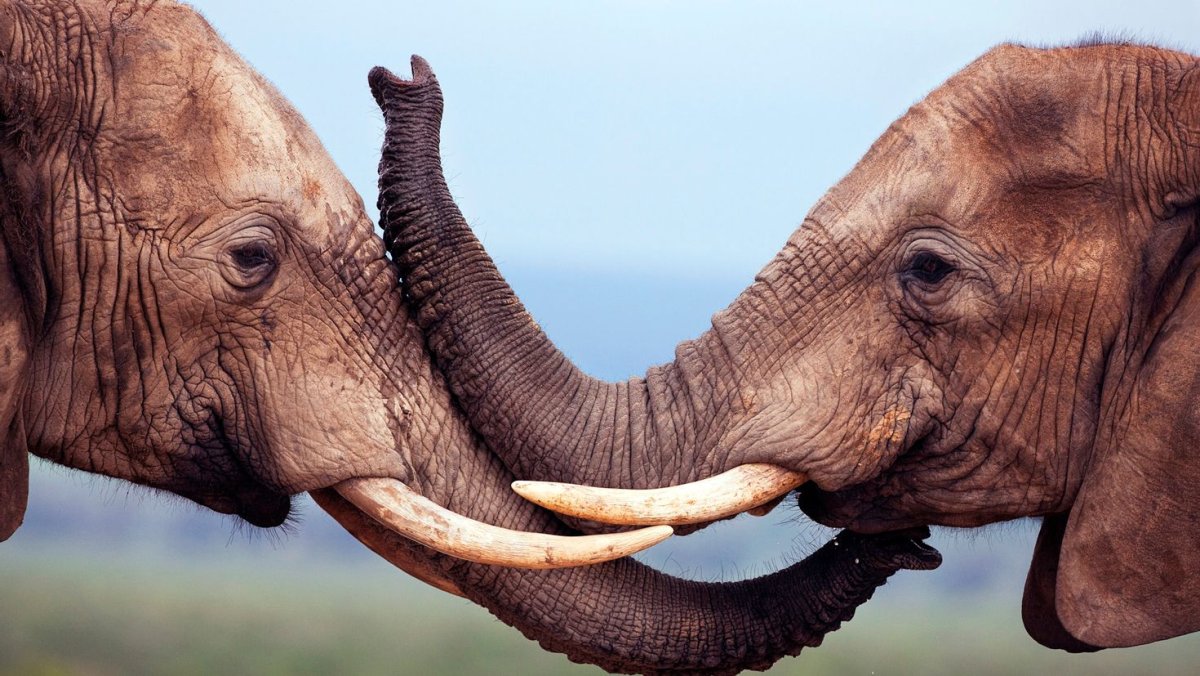 Хоботные (млекопитающие)