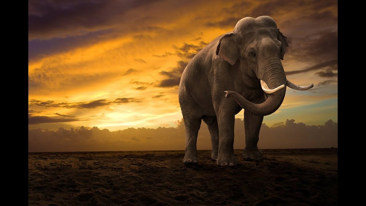 Большой слон на закате