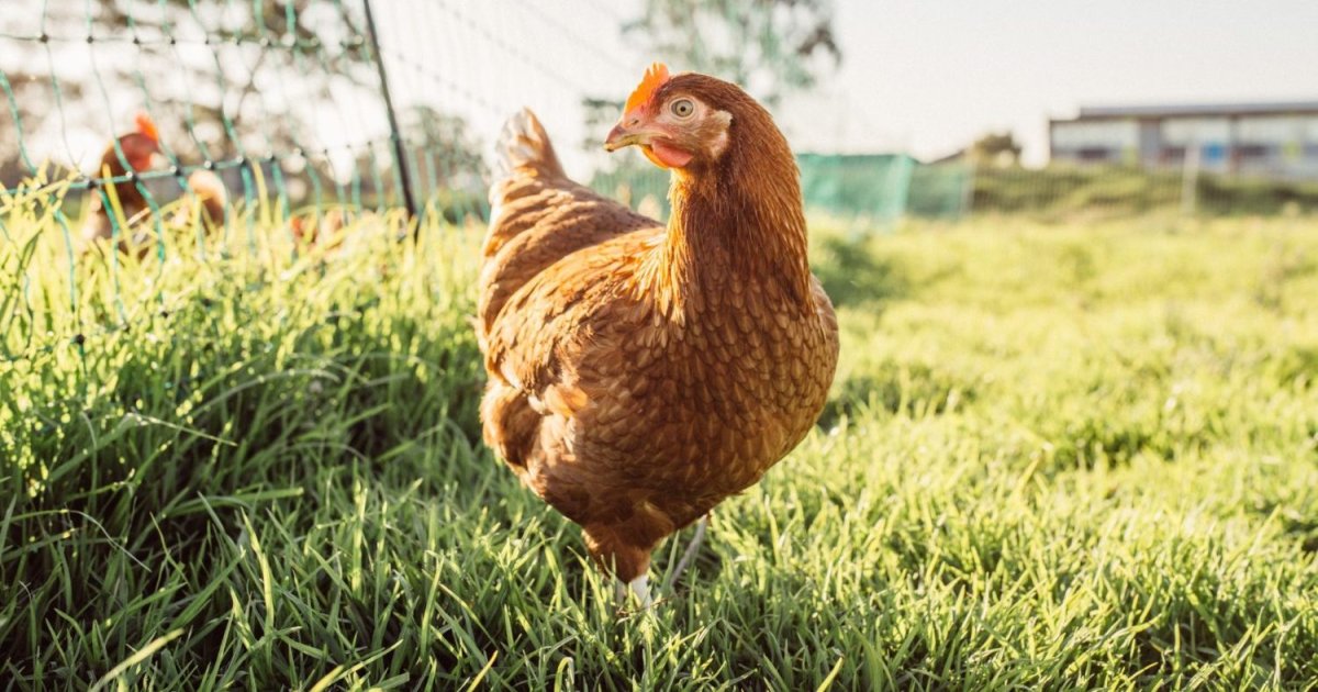 Хай лайн Браун несушки
