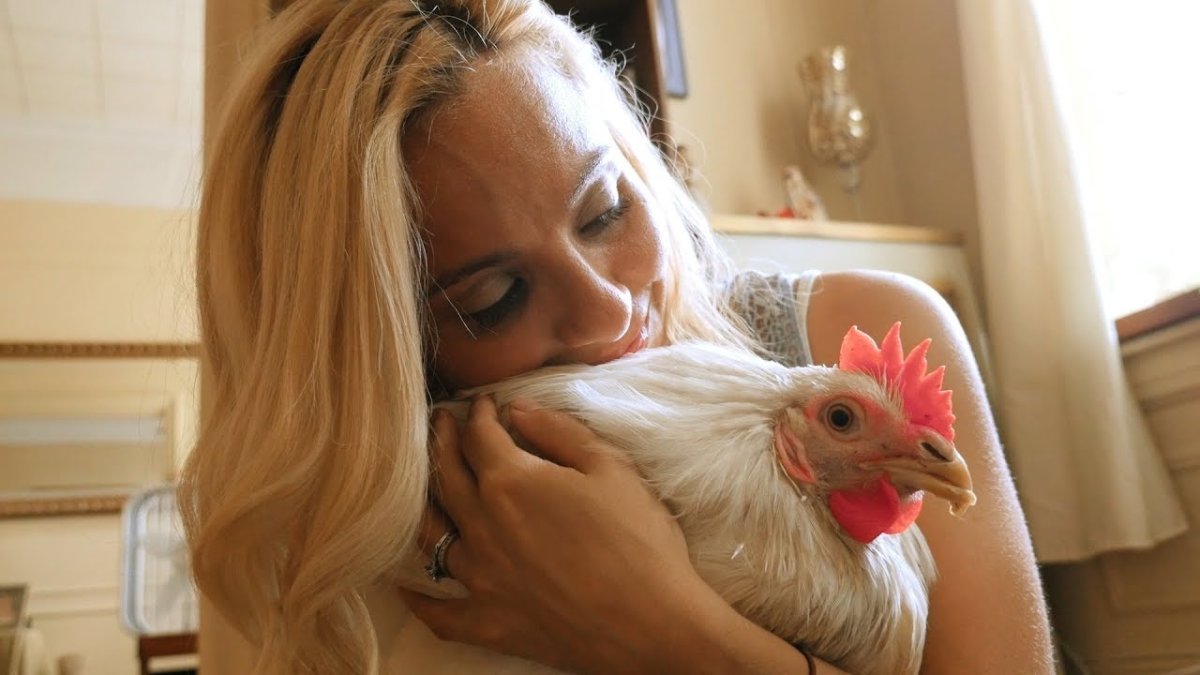 Монти Транчеллини куры