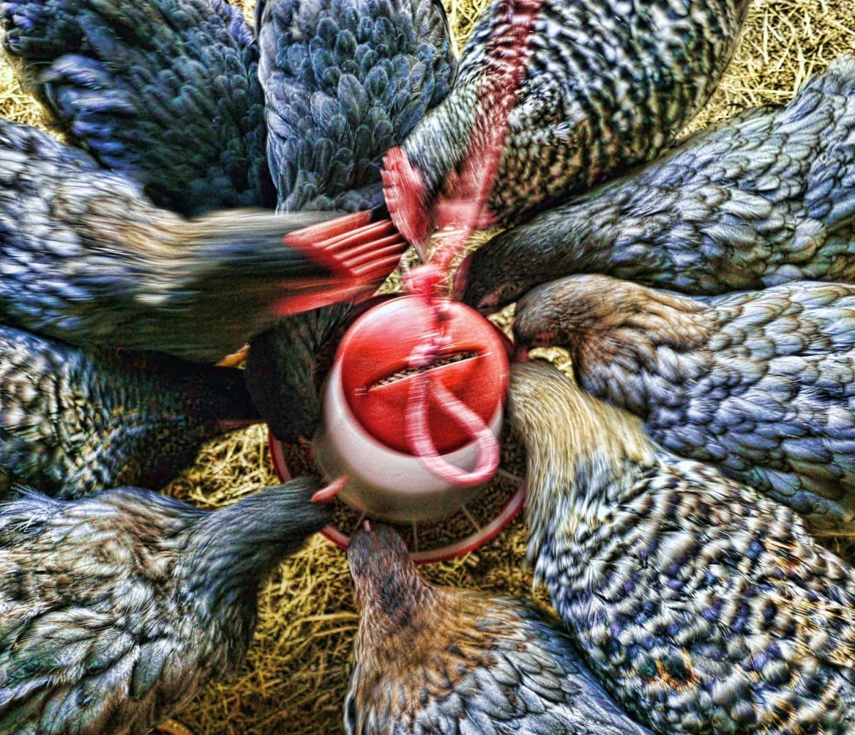 Королевский фазан красный