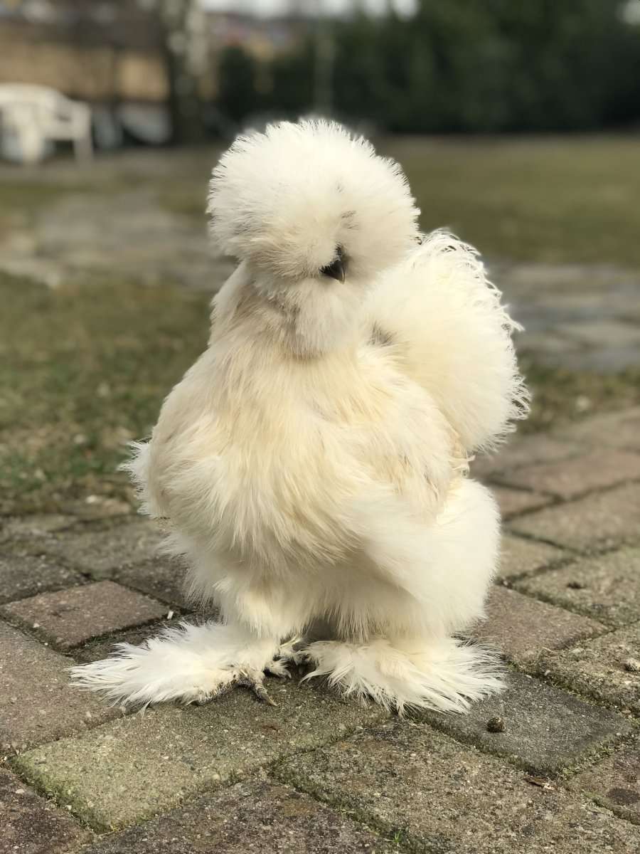 Курица Silkie