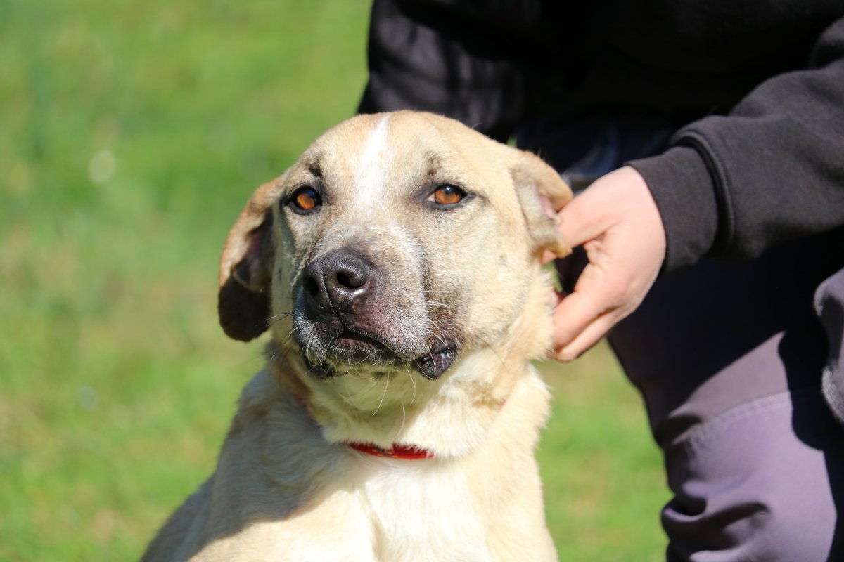 Вельш корги милые