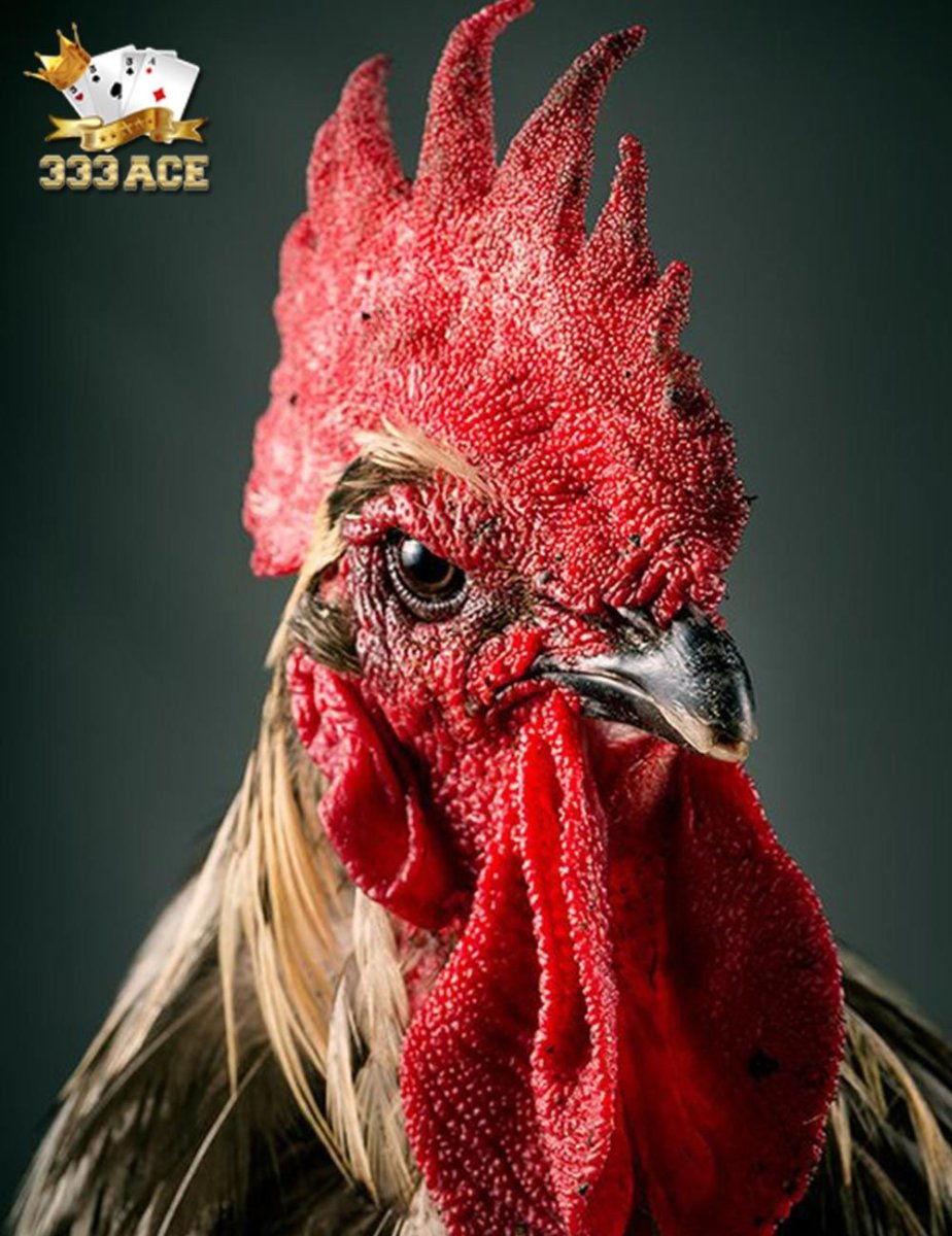 Милая петухи