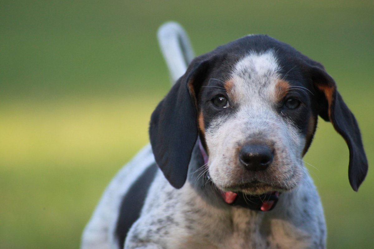 Кэрол мальтезе