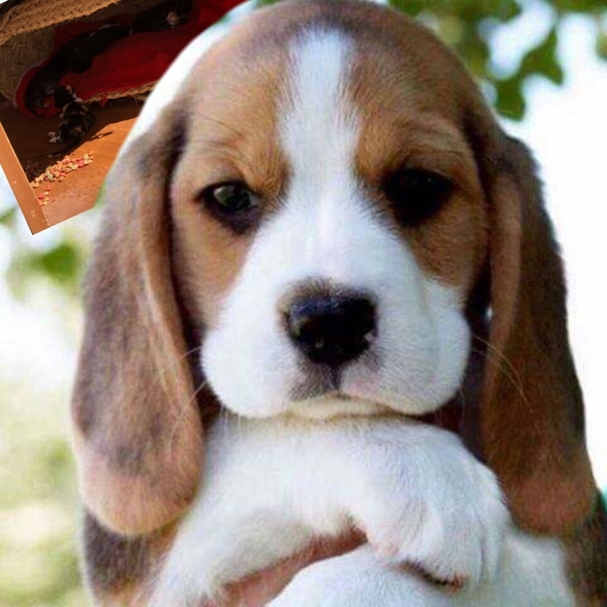 Длинношерстный Сенбернар