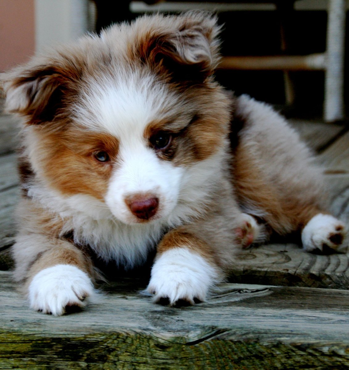 Длинношерстный Сенбернар