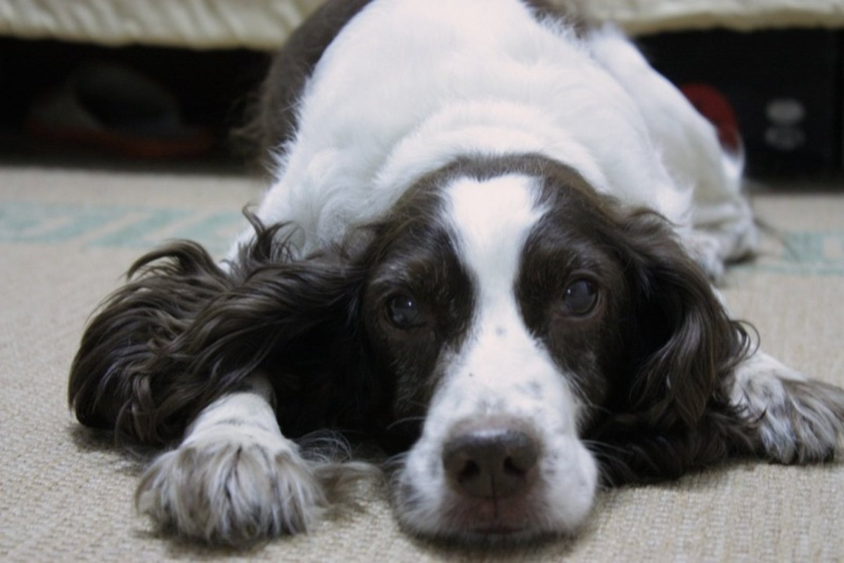 Амстафф далматинец