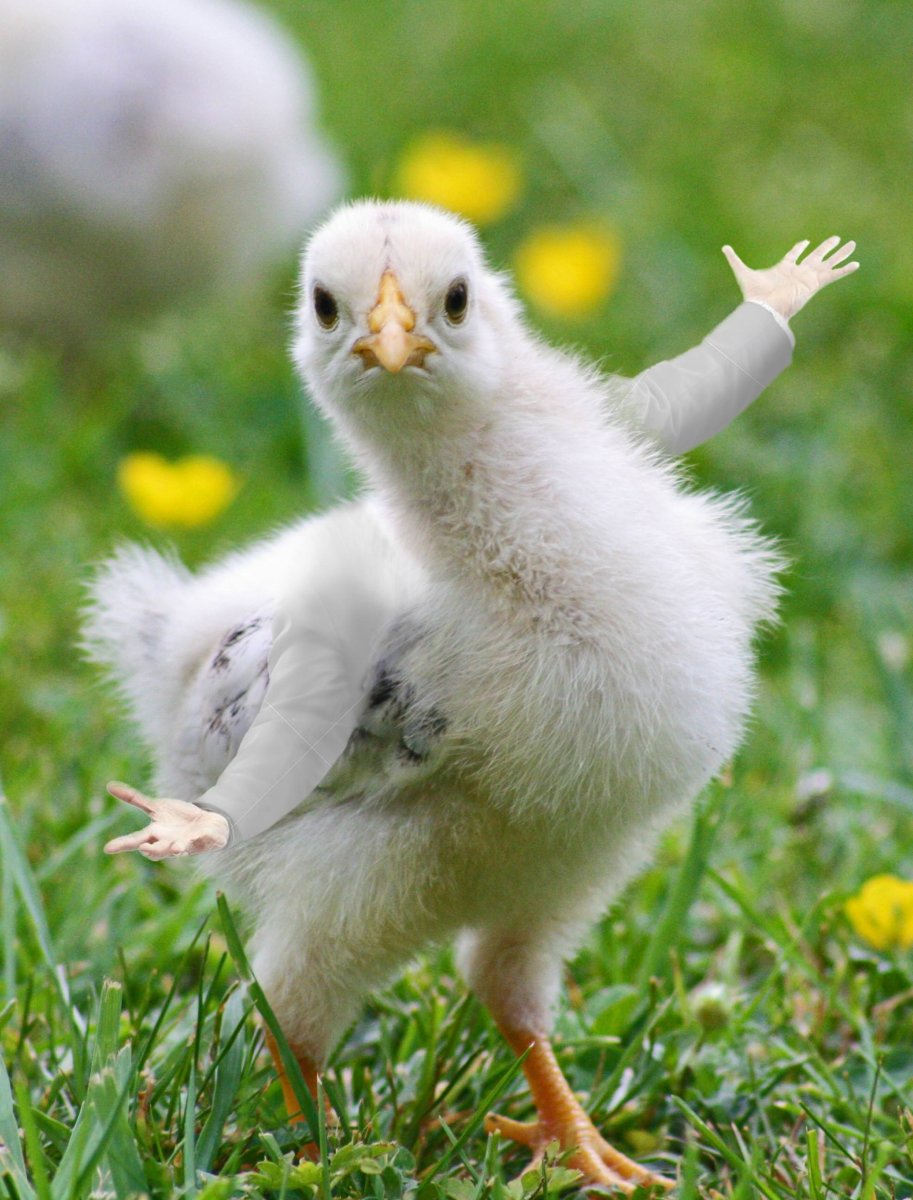 Курица кукарекает