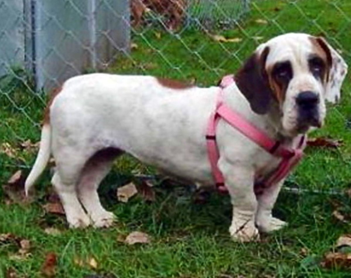 Собаки сохры