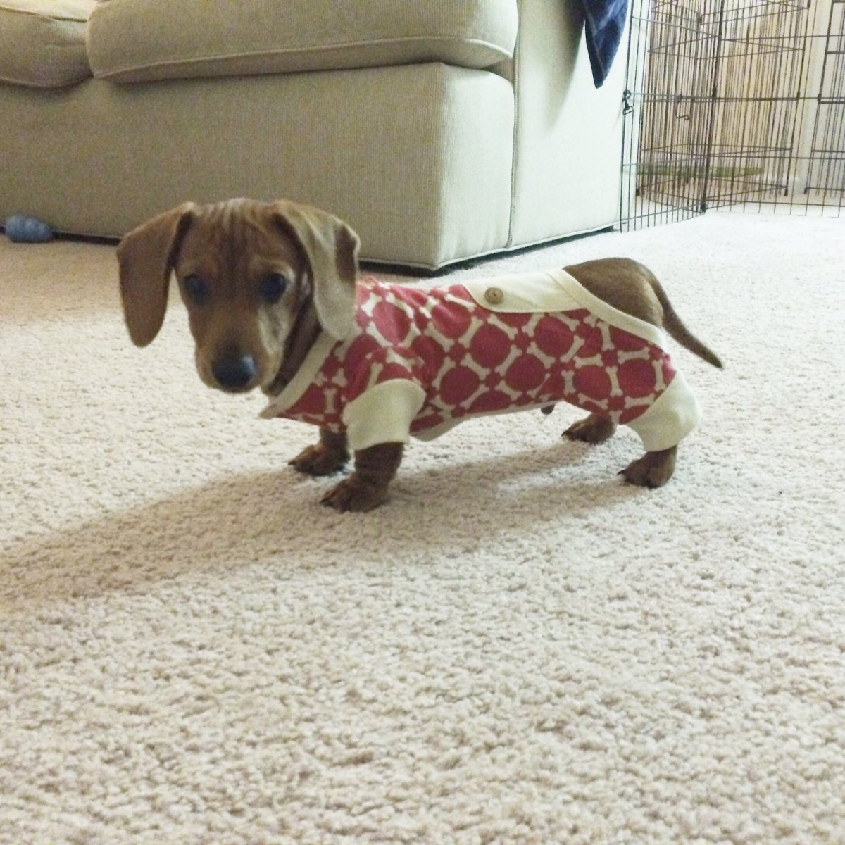 Карликовый далматинец