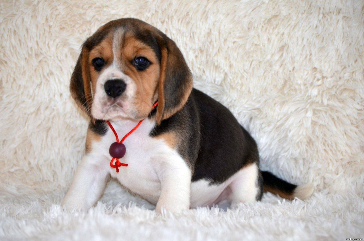 Эстетика собак