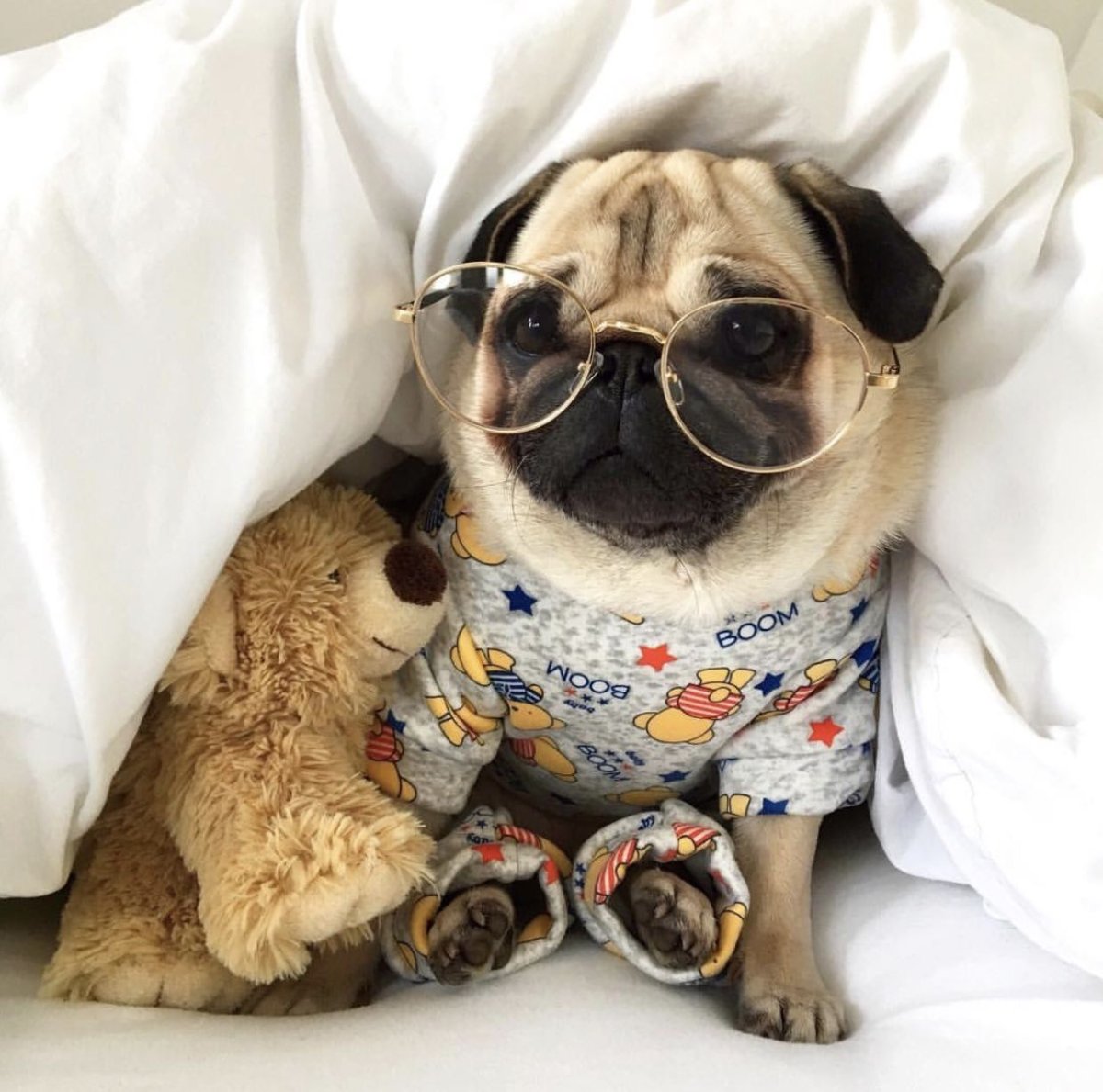 Корги собака Пинтерест