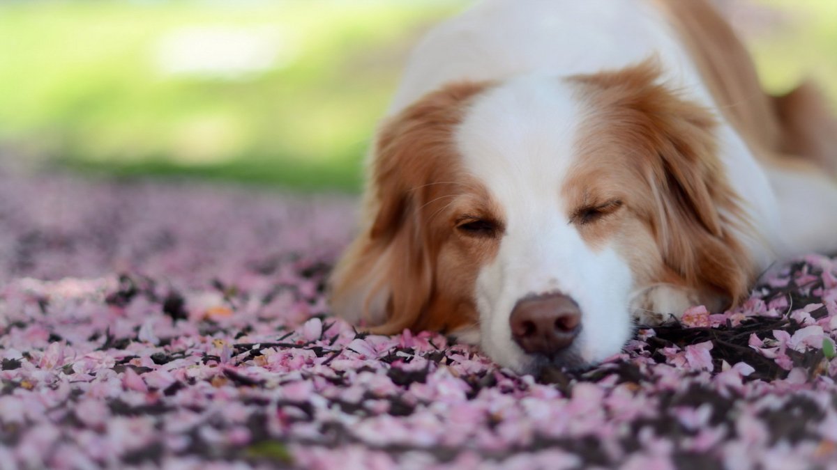 Корги и мальтипу